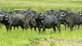 牛在线观看,揭秘网络牛群的欢乐时光 第3张 牛在线观看,揭秘网络牛群的欢乐时光 第3张